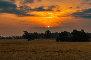 Fototapeta premium Beautiful cloudy sunrise over big yellow field and trees of forest