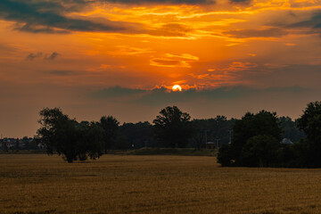 Fototapeta premium Beautiful cloudy sunrise over big yellow field and trees of forest