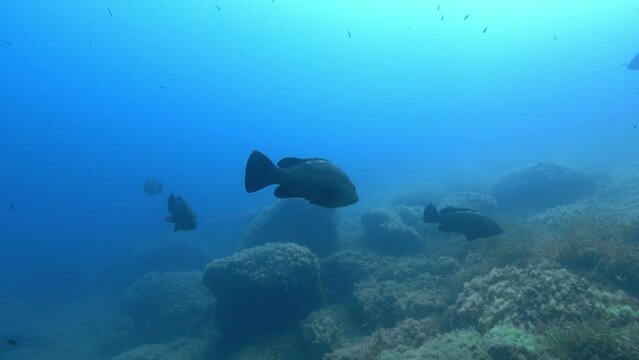 Underwater backlight scene with big grouper fishes