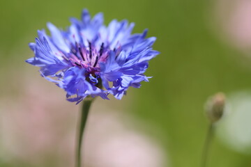 closeup of a bloom of a cornflower
