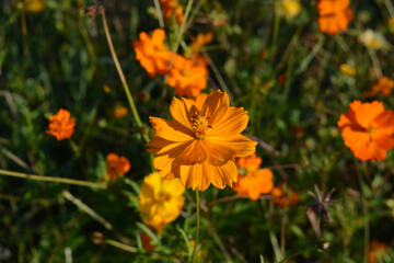 Bright orange flower of the cosmos (Cosmos sulphureus) against a backdrop of flowerbed.