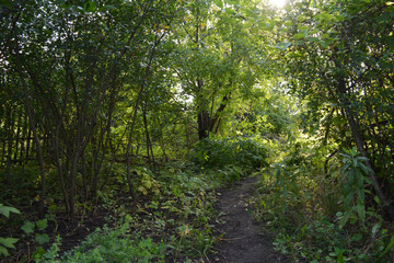 Path through lush green garden with cherry and apple trees in summer.
