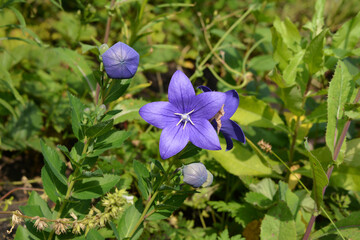 Violet star-like flowers and buds of Platycodon grandiflorus. Beautiful ornamental perennial plants in the garden.