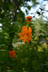 Fototapeta premium Orange flower of cosmos sulphureus against blurred background of lush green garden.
