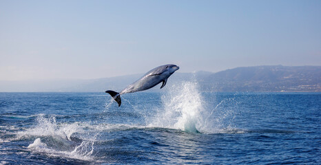 Bottlenose Dolphin jumping, Pacific Ocean, Dana Point, California
