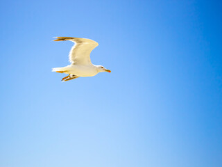 Seagull flying in a full blue sky