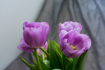 Obraz premium Close-up photo of tulips buds with lilac petals in partial defocus together with gray background