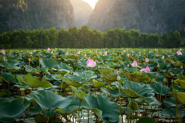 Hermosas flores en campos de loto al atardecer, en Ninh Binh, Vietnam.