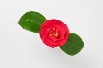 camellia branch with flower isolated on white background - obrazy, fototapety, plakaty
