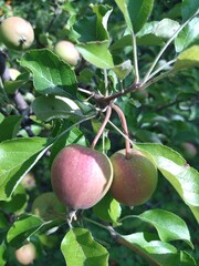 apple on tree