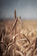 field of wheat