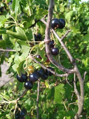 Branch of black currant in the garden