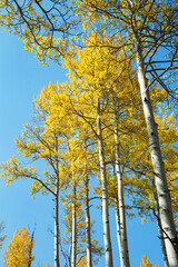 Tall Colorful Aspen Trees against blue sky during fall in Colorado
