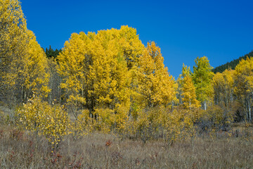 Fototapeta premium Hiking Trail surrounded by beautiful Aspen Trees during fall in Colorado 