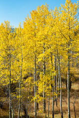 Tall Colorful Aspen Trees against blue sky during fall in Colorado
