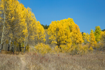 Fototapeta premium Hiking Trail surrounded by beautiful Aspen Trees during fall in Colorado 