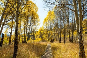 Hiking Trail surrounded by beautiful Aspen Trees during fall in Colorado

