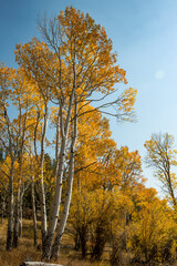 Fototapeta premium Tall Colorful Aspen Trees against blue sky during fall in Colorado 