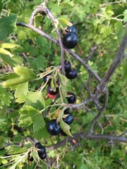 black currant on a bush