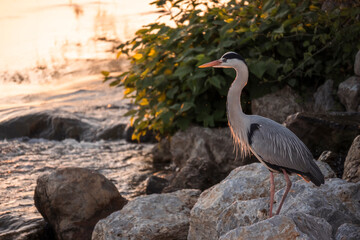 Fototapeta premium Lonely heron standing on the rocky shore of Sava river in Zagreb city, Croatia, preying for fish