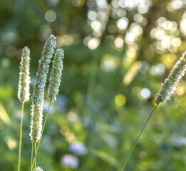 Macro wild grasses silhouetted against a golden sunrise, bokeh, nobody