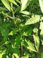 bush of green tomatoes