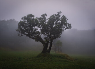 Fototapeta na wymiar Misty foggy morning in the Fanal forest. Madeira island, Portugal. October 2021