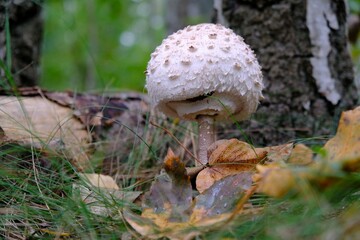 Beautiful young mushrooms Macrolepiota procera (parasol mushroom) in the forest. 