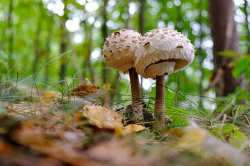 Beautiful young mushrooms Macrolepiota procera (parasol mushroom) in the forest. 