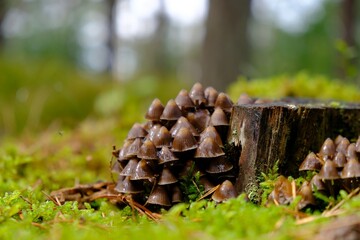 Mycena tintinnabulum - a small mushroom in a cluster on a tree stump in green moss.