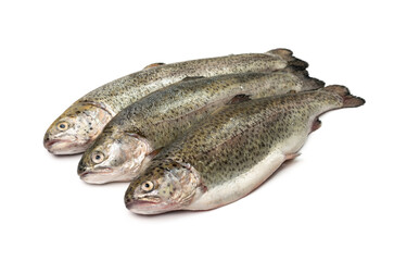 Raw Trout Isolated