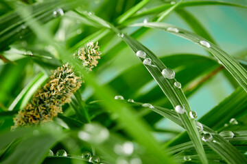 A closeup of water drops on green leaf after raindrops