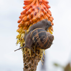 Close-up of a snail on a plant in a garden