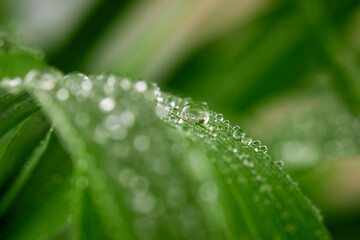A closeup of water drops on green leaf after raindrops