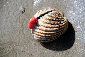 Fruit de Mer : coque N°1 