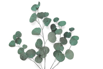 Eucalyptus branches on white background. Place for text. Green eucalyptus leaves isolated on white color. Floral layout. Horizontal banner mockup. Eucalyptus gunnii Silver Drop. Flat lay Top View