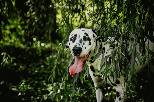 Dalmatien