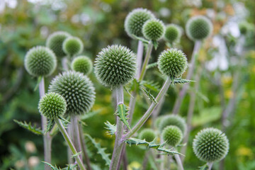 Closeup of green echinops globe thistle flowers in a blurred background