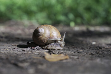 grape snail on a dirt path