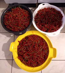harvest of currant berries in bowls in a european region