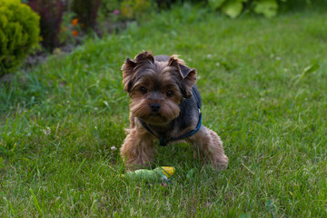 Yorkshire terrier with a toy on the field in the garden