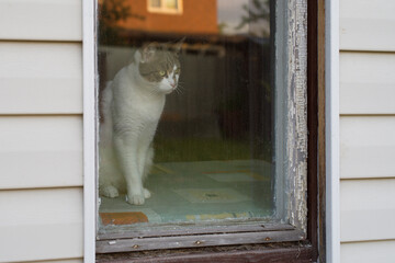 a cat looks out of the window of an old house