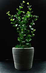 plant in flowerpot