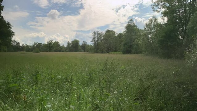 Picturesque pasture in the middle of the forest