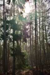 morning in the forest