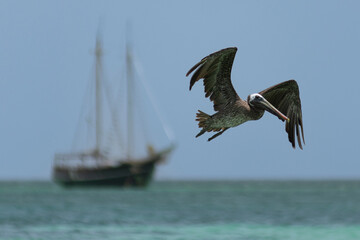 Brown Pelican in Flight with a Ship in the Distance