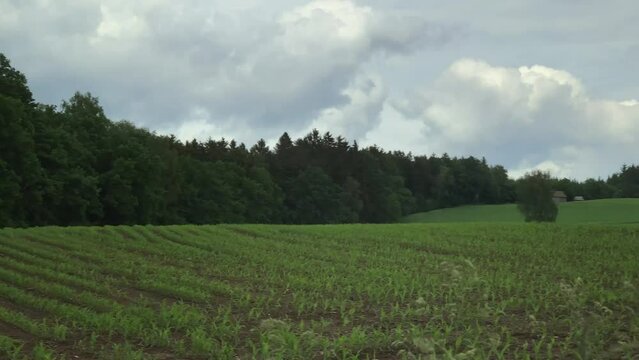 Young cornfield planted all over the field