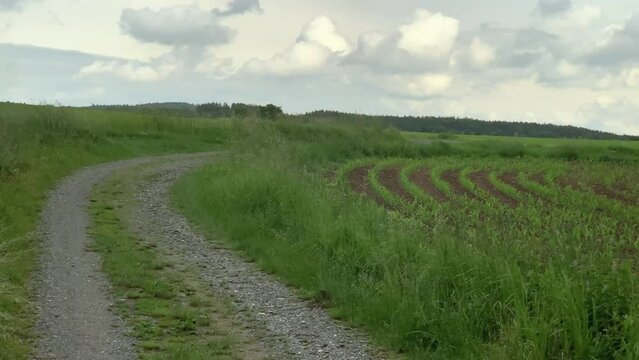 Young cornfield planted all over the field