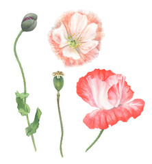 Poppy flower hand-drawn in watercolor.