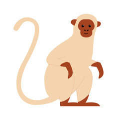 Vervet monkey Exotic Animal. Vector illustration